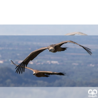 گونه کرکس Eurasian Griffon Vulture